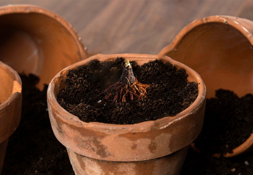 plantação de papaver