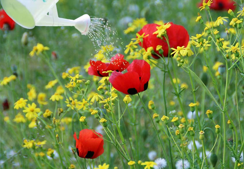 Cuidados com a papaver