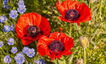 How to Plant Papaver orientale (Turkish poppy): Useful Tips for a Stunning Garden
