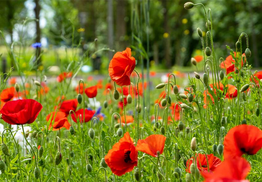 Holländische Mohnblumen online kaufen