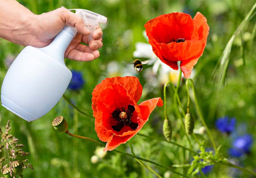 Soins saisonniers pour les coquelicots