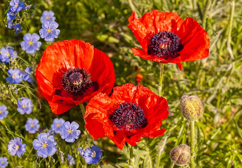 papaver în designul grădinilor