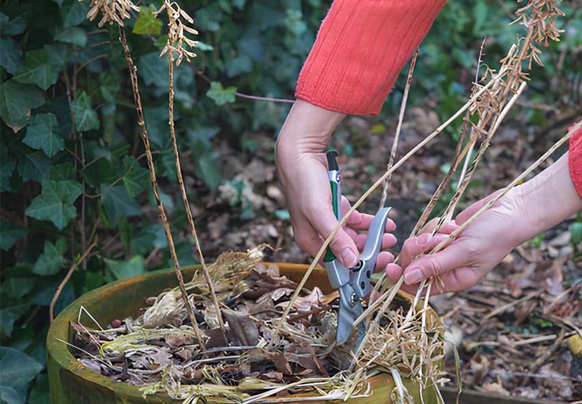 buy dutch Hostas