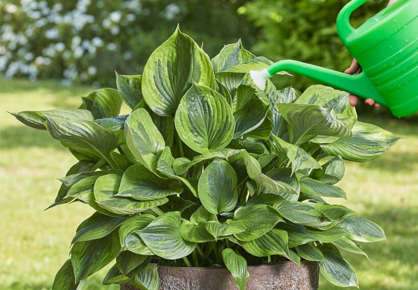 commander hosta en ligne