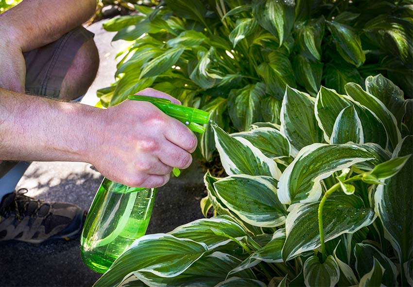 cuidados a ter com os hosta após a plantação