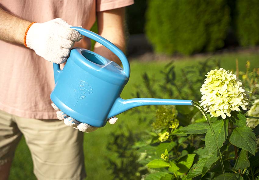 hortensia bollen online bestellen