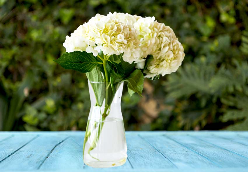 Nutrición de las hortensias