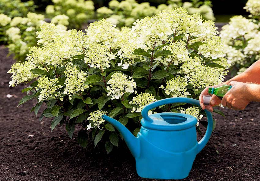 Verzorgingstips voor hortensia's