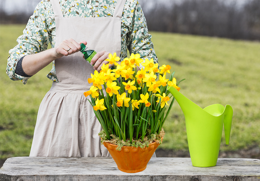 Plaagbestrijdingsmethoden voor narcissen