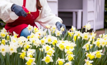 Pest control for Daffodils: Essential Guidance for Treatment and Disease Control