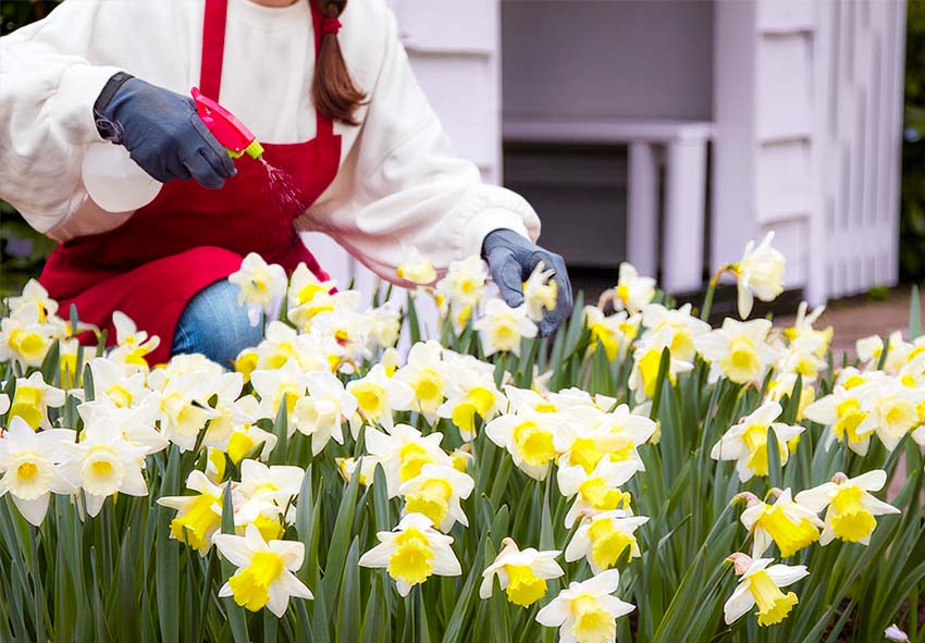 Lutte chimique contre les jonquilles