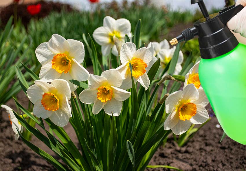 Preventieve maatregelen tegen narcissenplagen