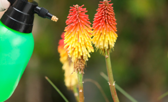 Hatékony kártevőirtás a Kniphofia esetében: A növények védelme a gyakori kártevőktől