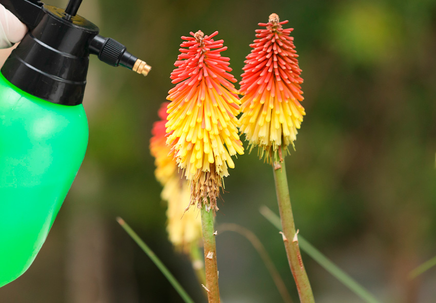 kártevőirtás a Kniphofia esetében