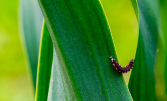 Zwalczanie szkodników irysów: wskazówki dotyczące ochrony roślin irysów przed typowymi szkodnikami