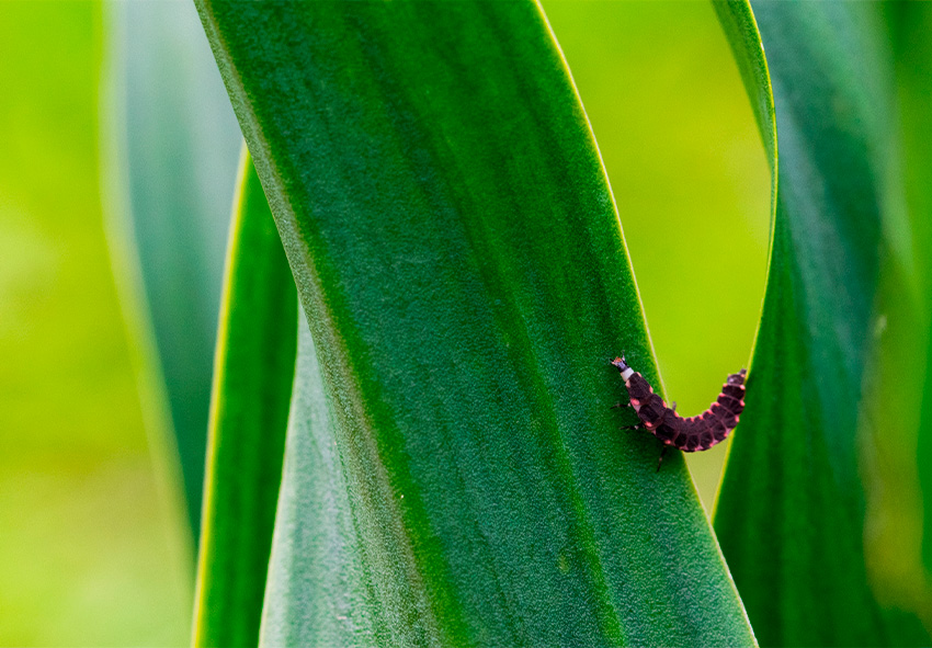 acheter Kniphofia bulbes en ligne