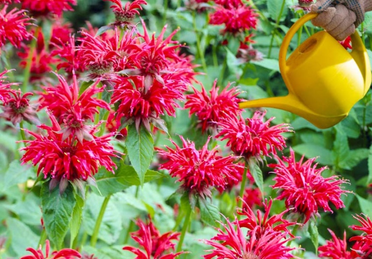 Monarda planten: Uitgebreide gids voor het kweken van bijenbalsemien