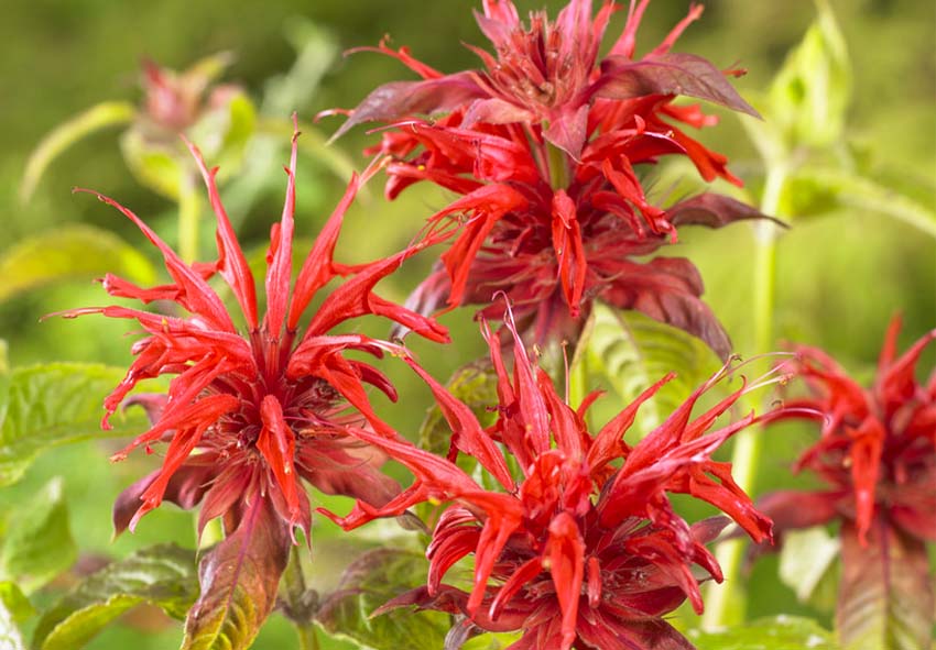 order monarda online