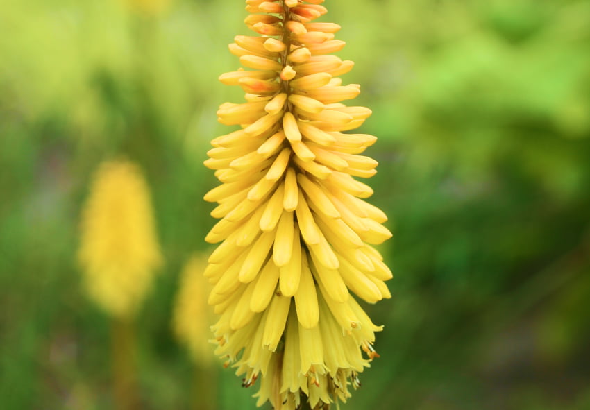 commander Kniphofia en ligne