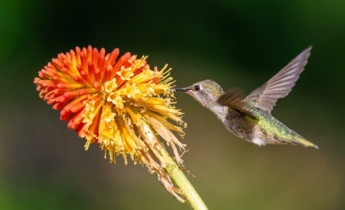 Volledige gids voor Kniphofia: Tips voor verzorging, planten en landschapsarchitectuur