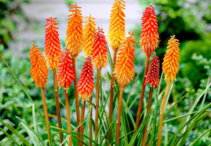 Kniphofia bollen online kopen