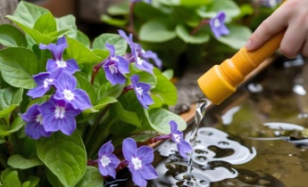 Essential Tradescantia Care Tips After Planting: How to Keep Your Plants Thriving