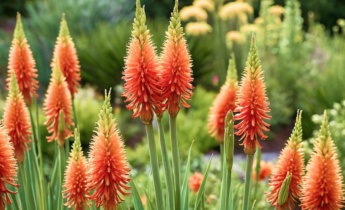 Teljes útmutató a Kniphofia számára: Tippek a gondozáshoz, ültetéshez és kertépítéshez