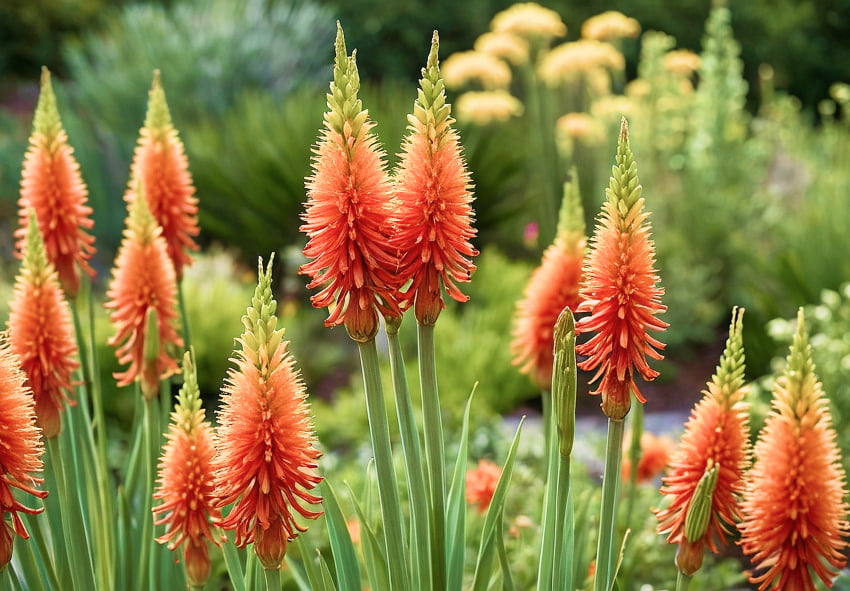 Wykorzystanie Kniphofia w projektowaniu ogrodów