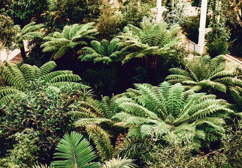 Propagating Ferns