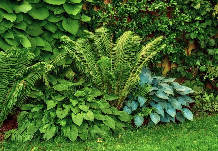 Les fougères dans l'aménagement des jardins