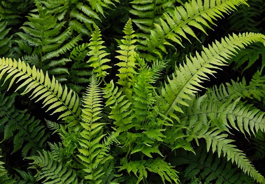 order fern online