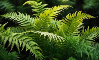 Complete Guide for Ferns: Tips for Healthy Indoor and Outdoor Ferns