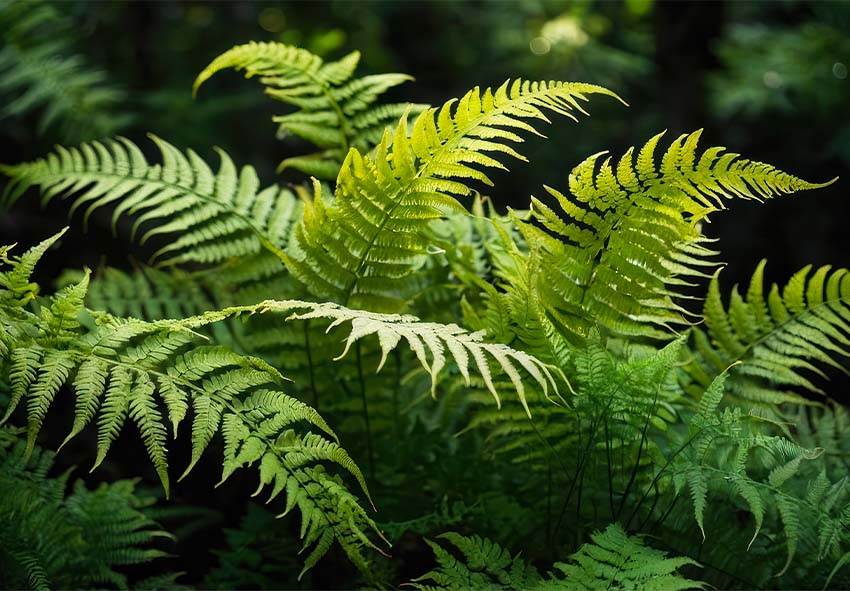 buy dutch ferns online