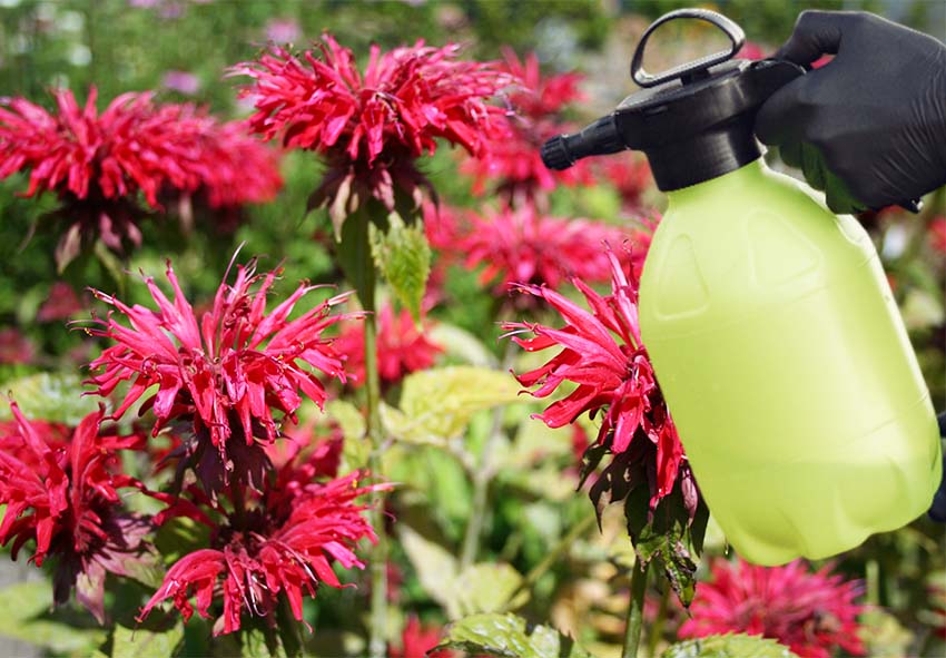 Controllo di parassiti e malattie per la Monarda