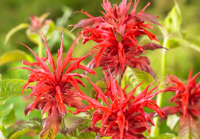 buy Monarda bulbs online