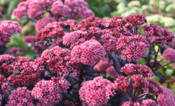 Full Guide to Sedum: Care Tips and Best Varieties for Your Succulent Garden