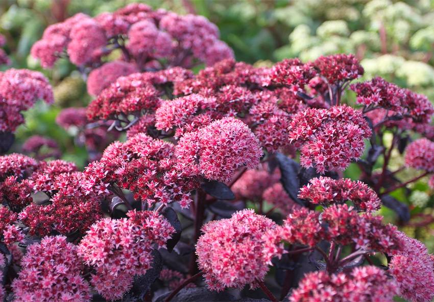 buy sedum bulbs online