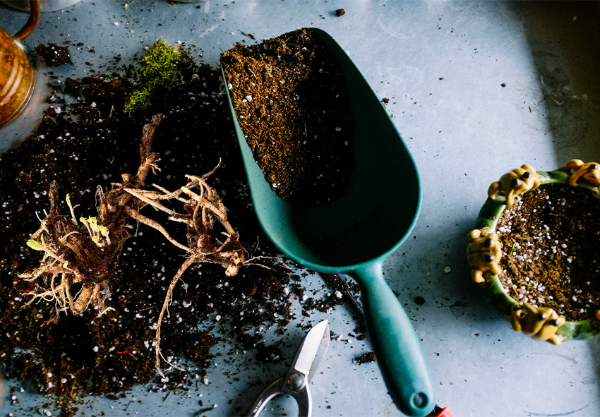 Plantning af sedum