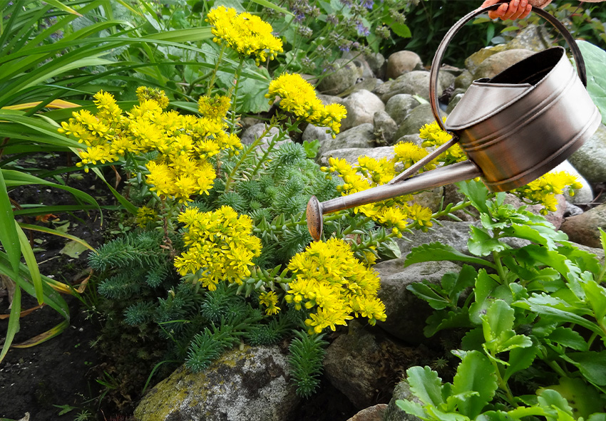 Φροντίδα του Sedum