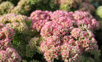 Витривалі багаторічні рослини для холодного клімату: надійні рослини, які добре ростуть взимку