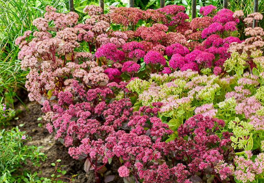 Sedum i trädgårdsdesign