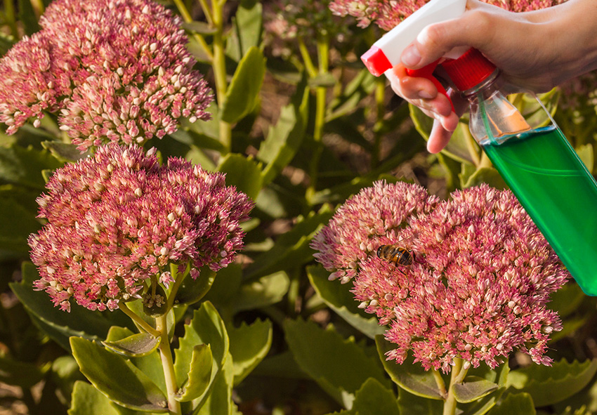 Gestão de pragas e doenças para Sedum