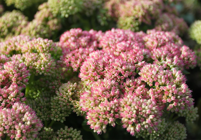 Tilaa hollantilainen sedum verkossa