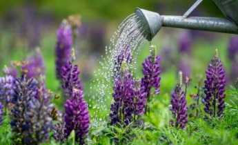 Lupine verzorgen na het planten: Essentiële tips voor het kweken van gezonde lupine planten