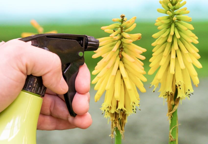 gestión de plagas y enfermedades de Kniphofia