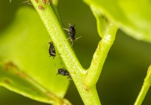 Pest and Disease Control for Alliums | Prevention & Natural Solutions