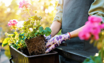 Quando e como plantar gerânios: Dicas úteis para iniciantes