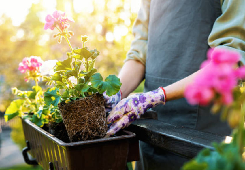 Plantação de gerânios em recipientes