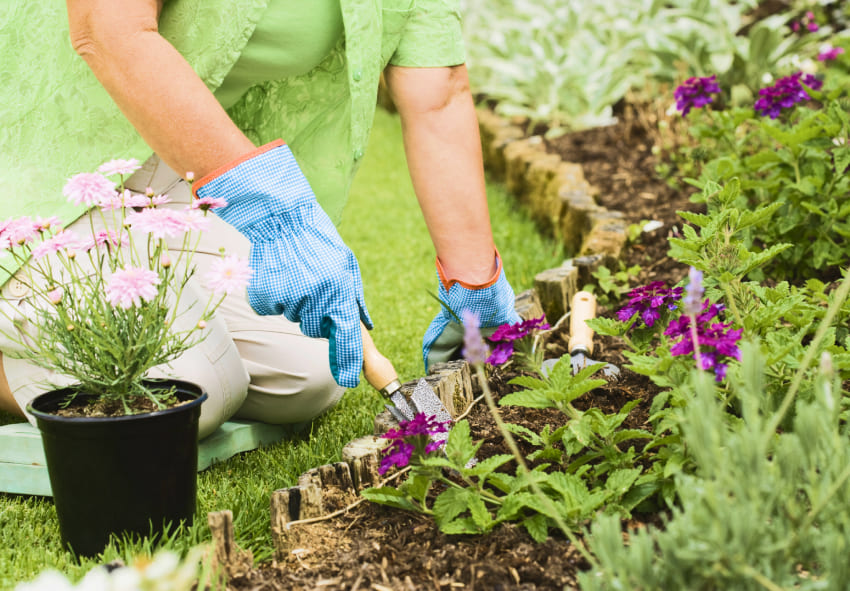 Transplantering av pelargonplantor