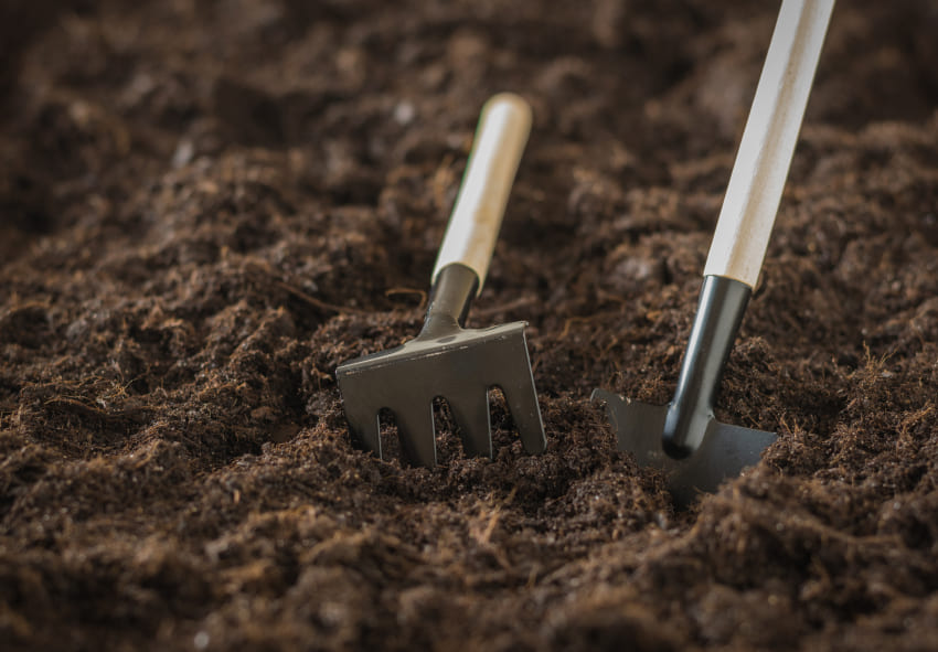 Plantning af Tradescantia